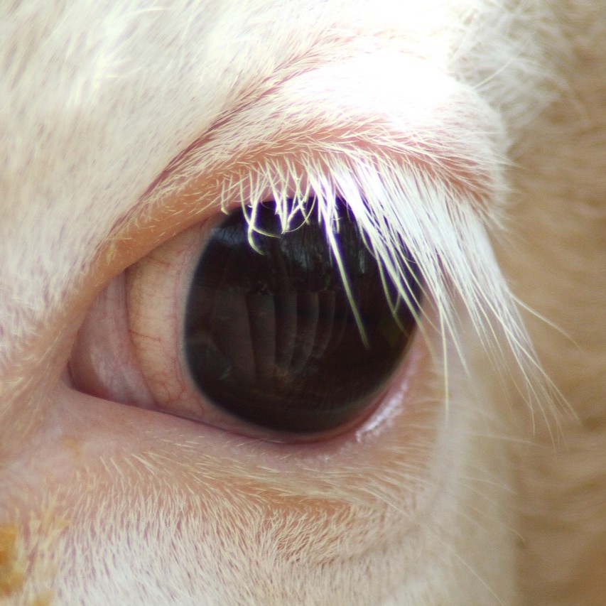 Close-up of a cow's eye